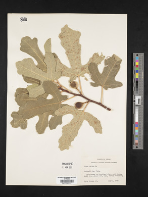 Ficus carica image