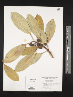 Ficus insipida image