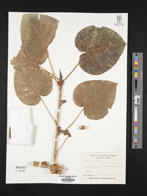 Ficus petiolaris image