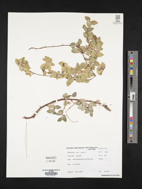 Ficus pumila image