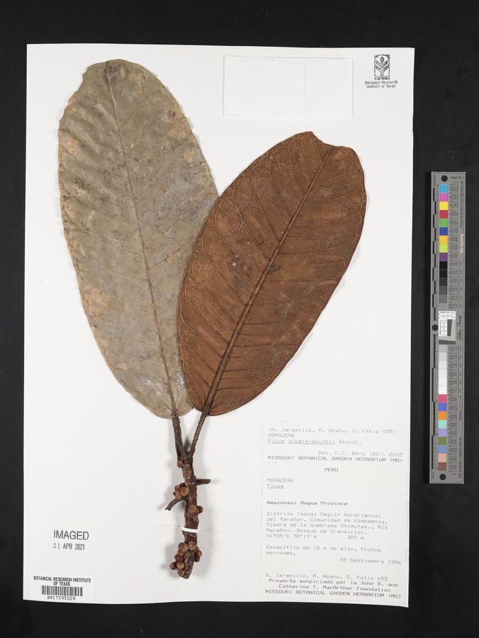 Ficus albert-smithii image