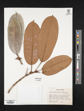 Ficus albert-smithii image