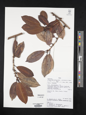 Ficus americana subsp. guianensis image