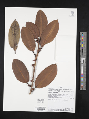 Ficus americana subsp. guianensis image