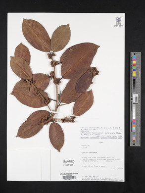 Ficus americana subsp. guianensis image