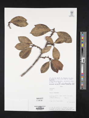 Ficus americana subsp. guianensis image