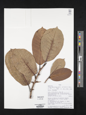 Ficus americana subsp. guianensis image