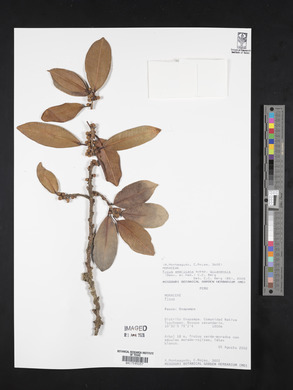 Ficus americana subsp. guianensis image