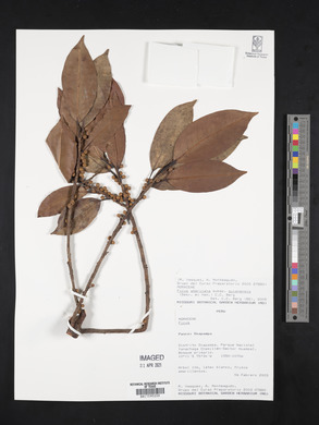 Ficus americana subsp. guianensis image