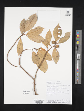 Ficus apollinaris image