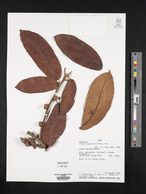 Ficus casapiensis image