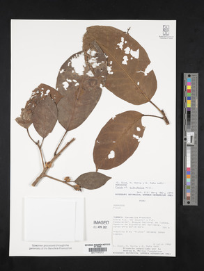 Ficus citrifolia image