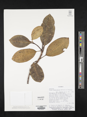 Ficus crassiuscula image