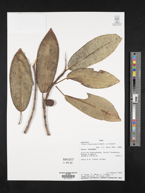 Ficus crassiuscula image