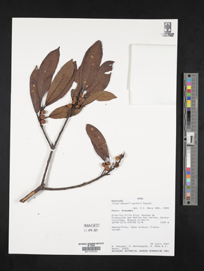 Ficus donnell-smithii image