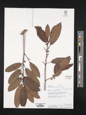 Ficus donnell-smithii image