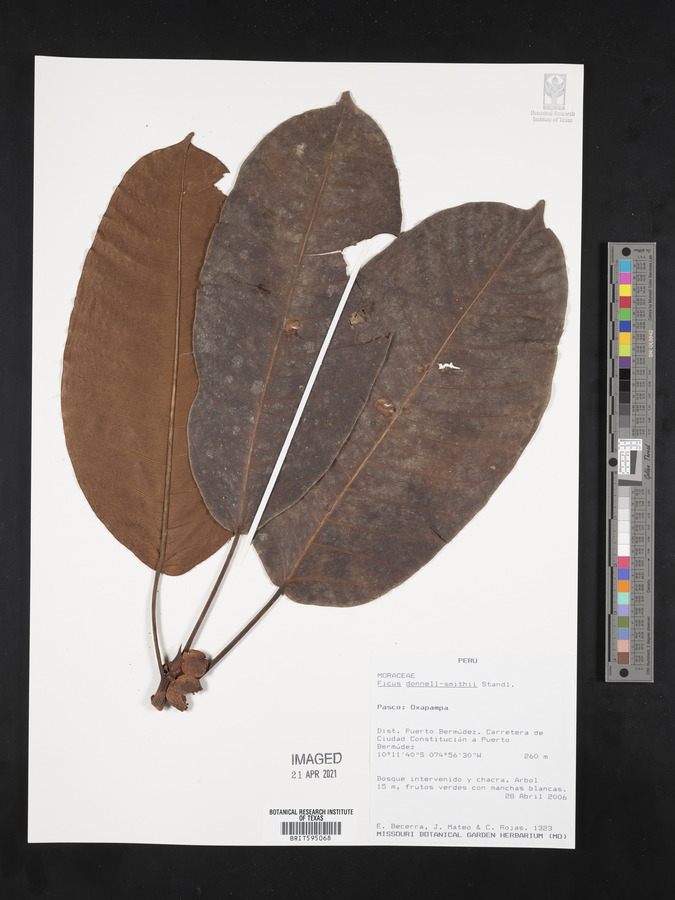 Ficus donnell-smithii image