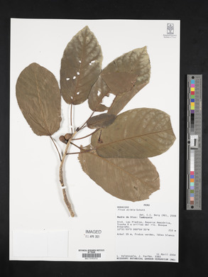 Ficus eximia image