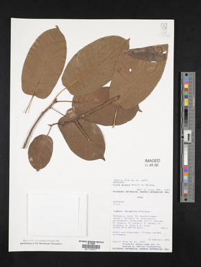 Ficus eximia image