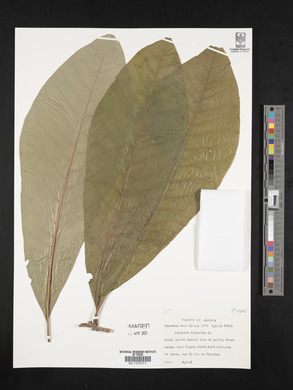 Magnolia tripetala image