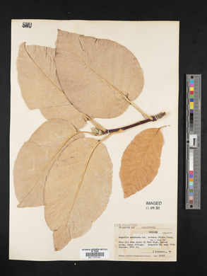 Magnolia acuminata var. cordata image