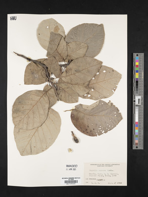 Magnolia cordata image