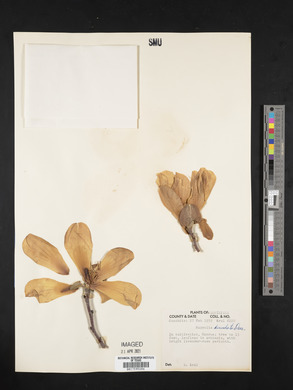 Magnolia denudata image