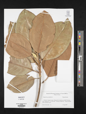 Magnolia grandiflora image