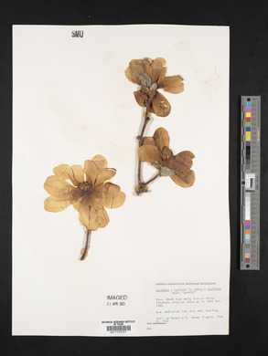 Magnolia loebneri image