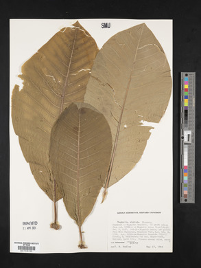 Magnolia obovata image