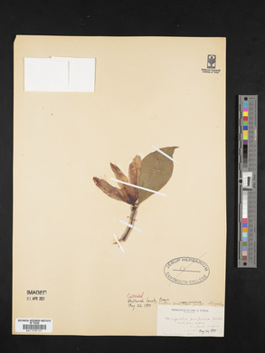 Magnolia grandiflora image