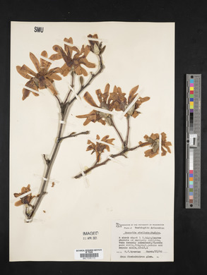 Magnolia stellata image