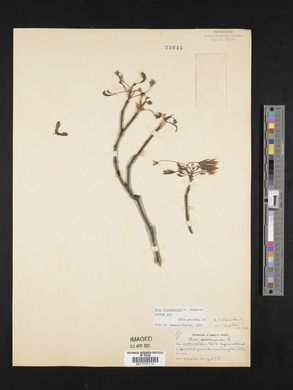 Acer platanoides image