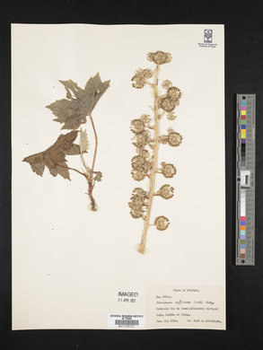 Tetrapanax papyriferus image