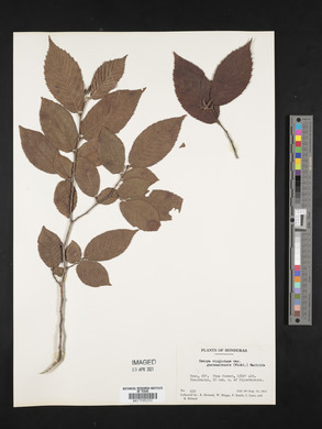 Ostrya virginiana subsp. guatemalensis image