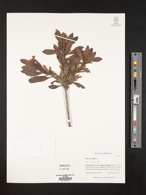 Myrica cerifera image