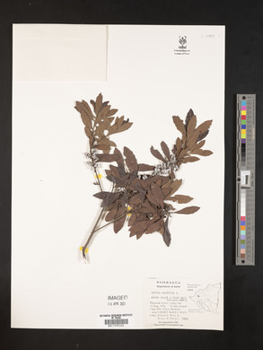 Myrica cerifera image