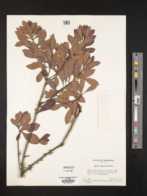Myrica mexicana image