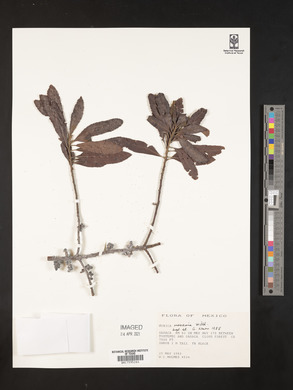 Myrica mexicana image