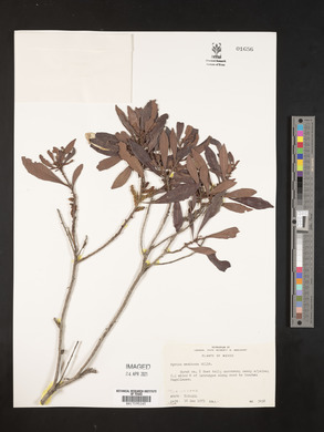 Myrica mexicana image