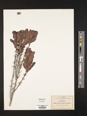 Myrica pringlei image