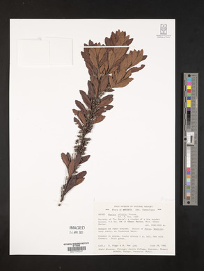 Myrica pringlei image