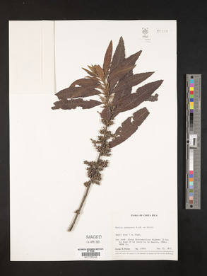 Myrica pubescens image