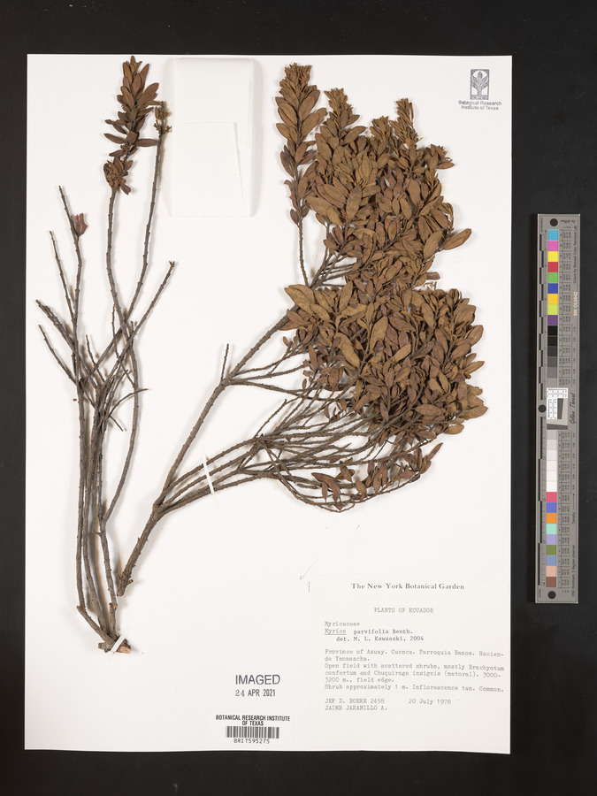 Morella parvifolia image