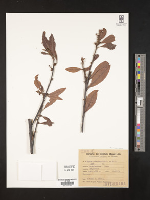 Myrica pubescens image