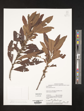 Myrica pubescens image