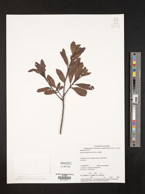 Myrica pubescens image