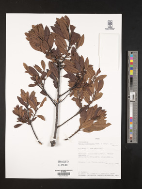 Myrica pubescens image