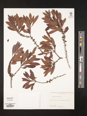 Myrica cerifera image