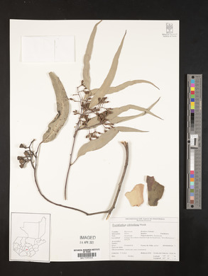 Eucalyptus citriodora image
